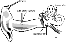 Ear Canal